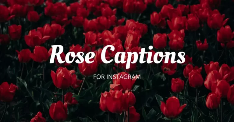 rose instagram captions