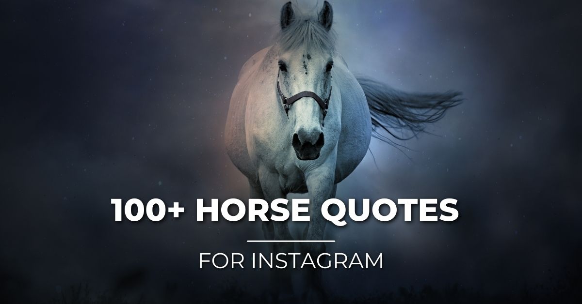 Horse Quotes and Captions For Instagram