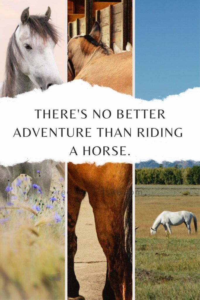 Horse Quotes for Instagram