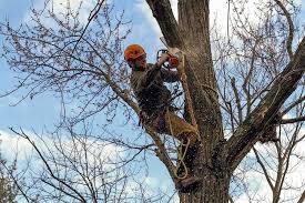 Tree Services in Cross Junction: Enhancing Community Beauty and Safety